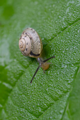 kleine Schnecke auf nassem Blatt kommt auf Betrachter zu