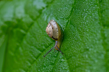 Kleine Schnecke kriecht abwärts auf nassem Blatt, Ansicht von oben