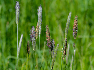 Wilde Wiesen-Gräser mit bunten Blüten, alopecurus pratensis