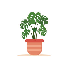 Vector illustration of green monstera house plants in pots isolated on white background