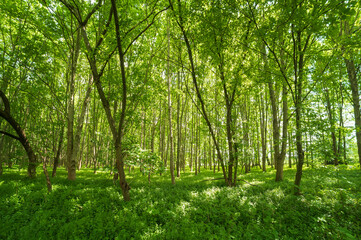 Fototapeta na wymiar Ein noch junger Laubwald im Frühling