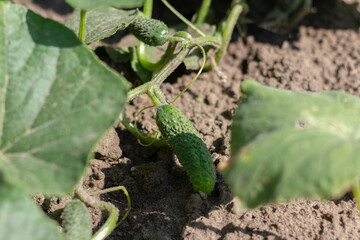 Seedling cucumber in the farmer's garden. Agriculture. Plant and life concept.
