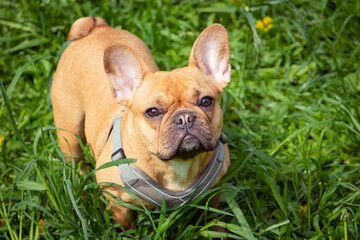 A french bulldog standing in a field of grass