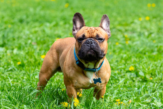 A french bulldog standing in a field of grass