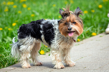 A small Yorkshire Terrier dog stands on a green field