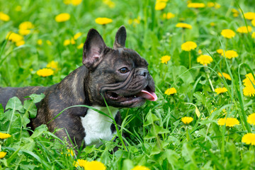 A french bulldog laying in the grass..
