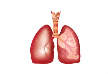 human lung anatomy model