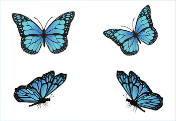 collection of butterflies