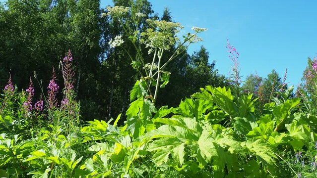 Hogweed, Cow Parsnip, Heracleum sphodylium. Edible crops but because of the phototoxicity of Giant Hogweed, Heracleum mantegazzianum, you can be wary of it. Blooming Sally, willow-herb