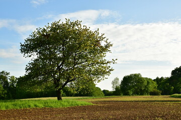 Tree on Meadow in Franken germany sunny day green Blue sky