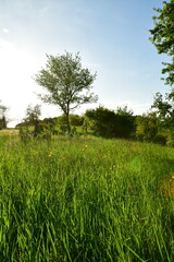 Fototapeta na wymiar Tree on Meadow in Franken germany sunny day green Blue sky