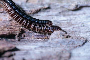 ヤスデのカップル