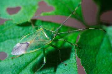 葉の上でくつろぐカメムシ