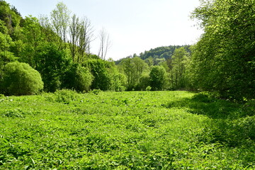 Fototapeta na wymiar Meadow in valley with the hills of franken Germany trees