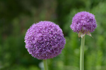 アリウム・ギガンチウム