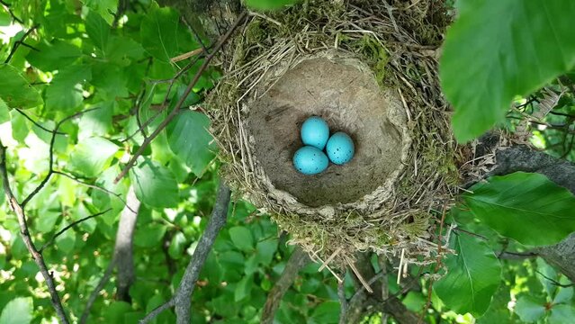 Nest of Mistle Thrush with eggs (Turdus viscivorus) - (4K)
