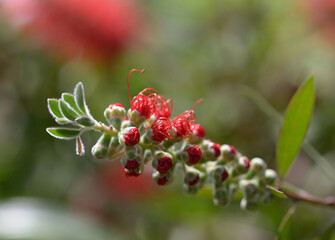 ブラシノキの蕾