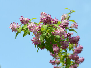 ベニバナバイカウツギ