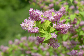 ベニバナバイカウツギ