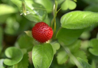 ヤブヘビイチゴ