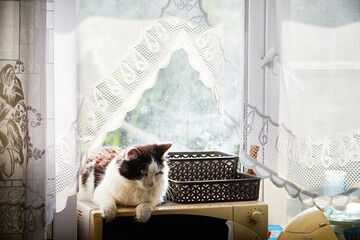 A black and white cat lies on the windowsill in a cardboard box and the light from the window