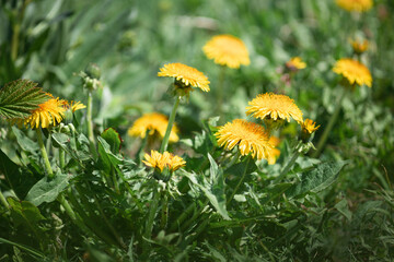 yellow fluffy dandelions in a spring meadow