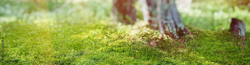 Sticker panorama forest bokeh background