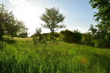 Tree on Meadow in Franken germany sunny day green Blue sky