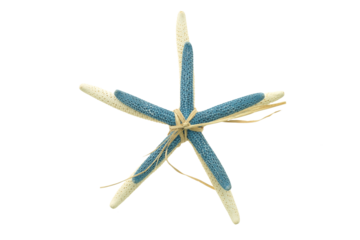 Starfish bundle A blue and white starfish wrapped together isolated on transparency png file
