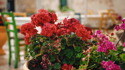 Flowers outdoor in typical street of Sicily in Italy