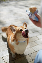 Funny Pembroke Welsh Corgi dog looking at an ice cream and licking lips. Hungry corgi puppy asking for a treat