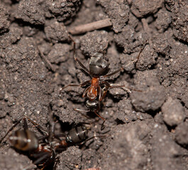 large ants on the ground.