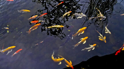 View of colorful koi fish in an outdoor pond