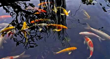 Fototapeta na wymiar View of colorful koi fish in an outdoor pond