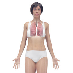 Naklejka premium 3D Rendered Medical Illustration of Female Anatomy - the lungs.