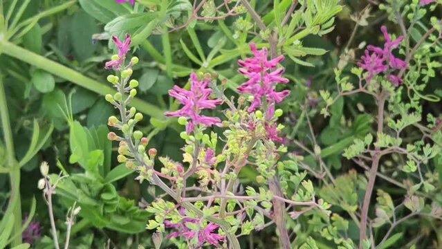 Beautiful flower of medicinal plant Fumaria officinalis, the Common  Fumitory, Drug Fumitory or Earth Smoke, close-up