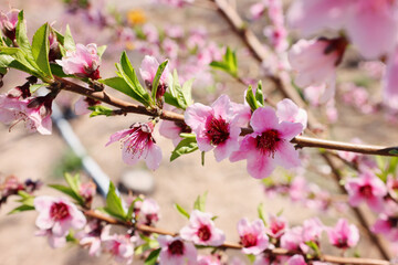 background of spring blossom tree. selective focus