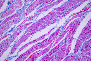 Fototapeta na wymiar Histological Smooth muscle human under the microscope for education.