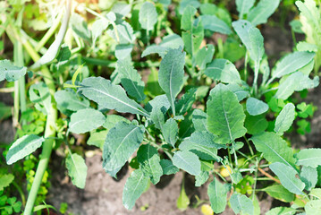 Fresh Lettuce is a plant in the garden. Spice. Green textured leaves of the plant.