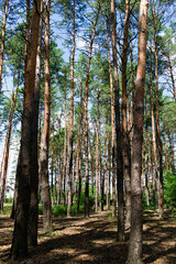 Obraz premium Bottom view of tall old trees in the forest. View of tops of pine trees in summer forest from the ground. Vertical photo. 