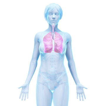3D Rendered Medical Illustration of Female Anatomy - the lungs.
