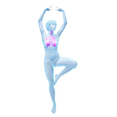 3D Rendered Medical Illustration of Female Anatomy - the lungs. © Sebastian Kaulitzki