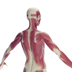 3D Rendered Medical Illustration of Female Anatomy - The Muscles