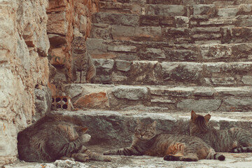 Gatos en las escaleras