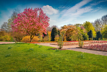 Exciting spring view of blooming magnolia tree in botanical garden of Essen town. Captivating...