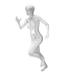 3D Rendered Medical Illustration of Female Anatomy - Skeletal System.