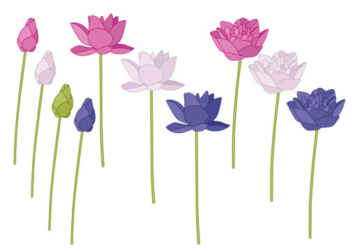 lotus flower white pink and purple isolated on white background illustration vector