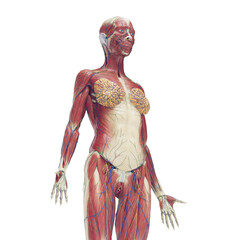 3D Rendered Medical Illustration of Female Anatomy - The Muscles