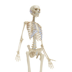 3D Rendered Medical Illustration of Female Anatomy - Skeletal System.