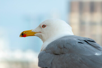 Close-up seagull beak and eyes.